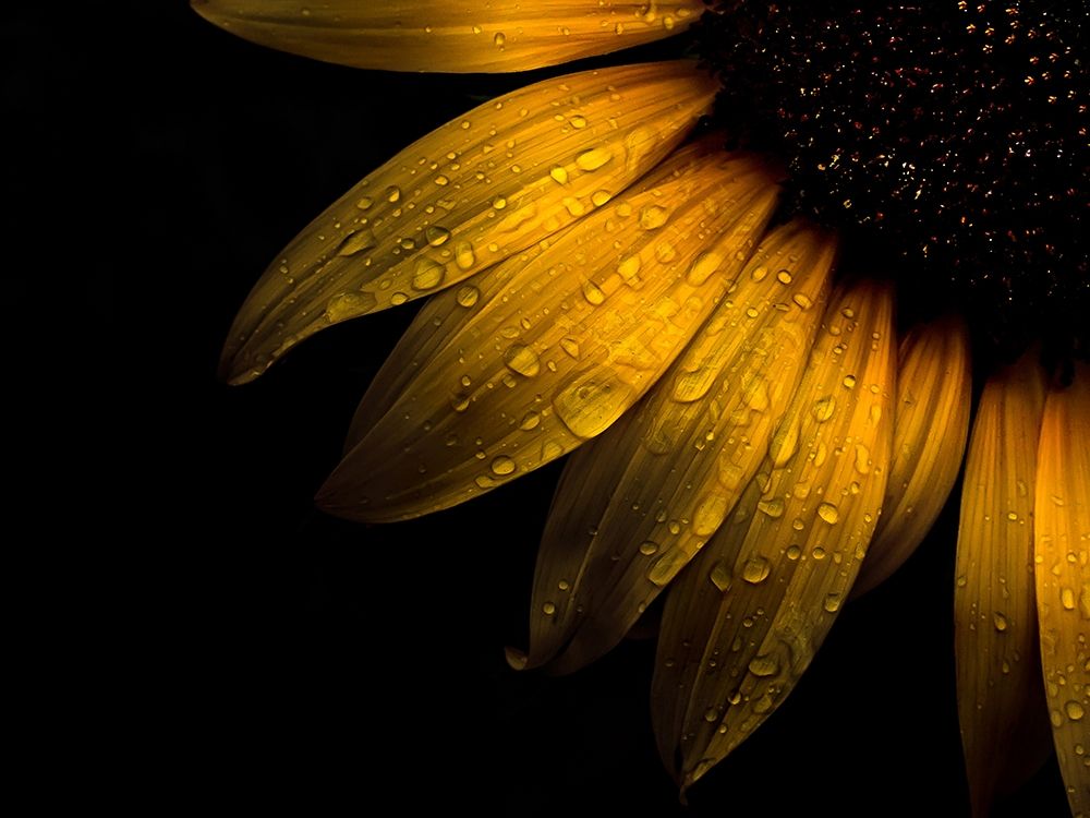 Backyard Flowers Yellow 28 art print by Brian Carson for $57.95 CAD