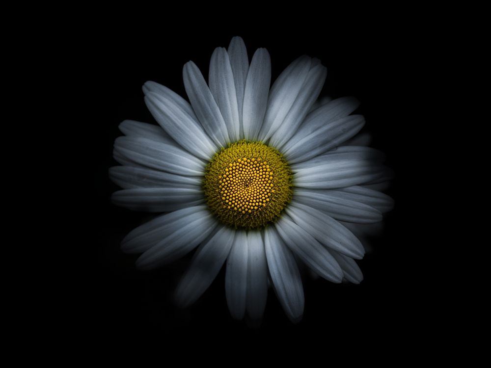 Backyard Flowers White 31 art print by Brian Carson for $57.95 CAD