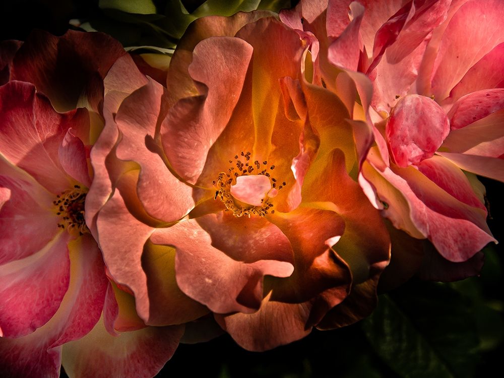 Backyard Flowers Coral 40 art print by Brian Carson for $57.95 CAD