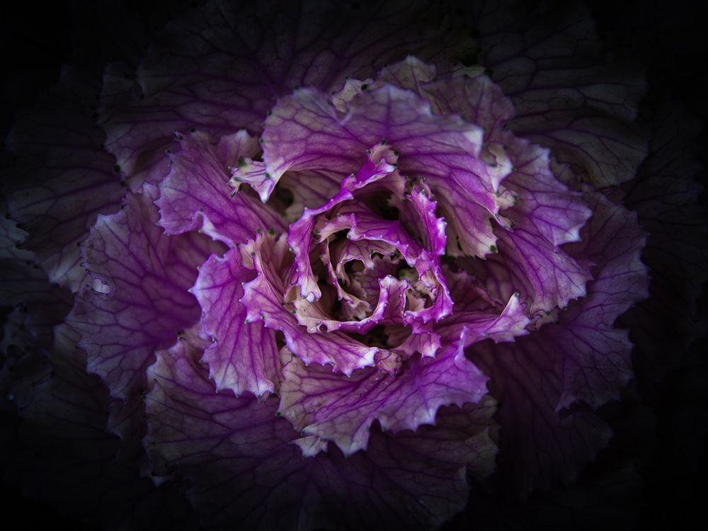 Backyard Flowers Purple 42 art print by Brian Carson for $57.95 CAD