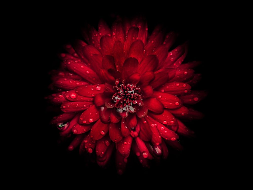 Backyard Flowers Red 45 art print by Brian Carson for $57.95 CAD