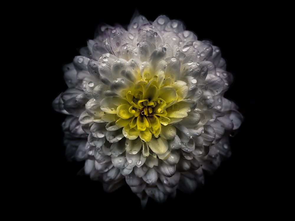 Backyard Flowers White 46 art print by Brian Carson for $57.95 CAD