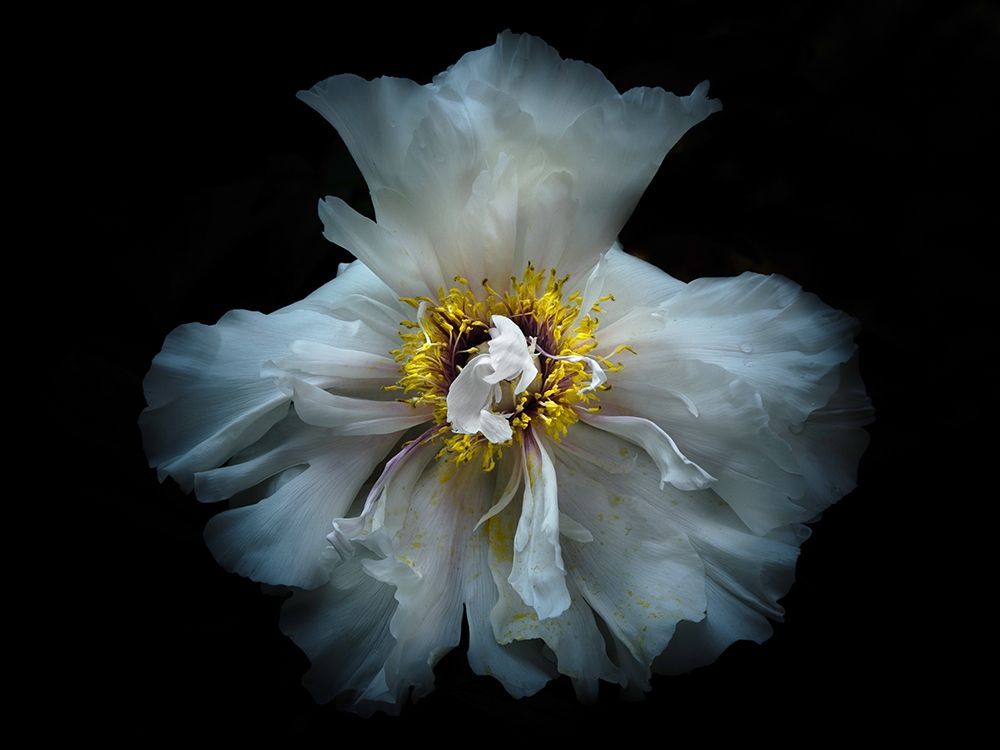 Backyard Flowers White 49 art print by Brian Carson for $57.95 CAD