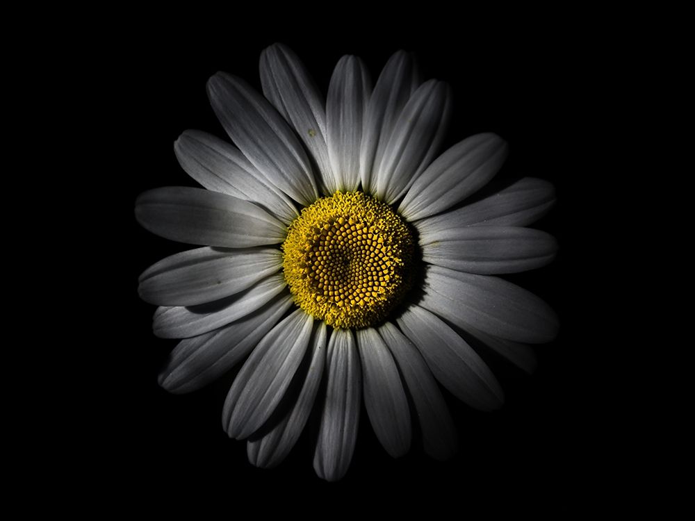 Backyard Flowers White 52 art print by Brian Carson for $57.95 CAD