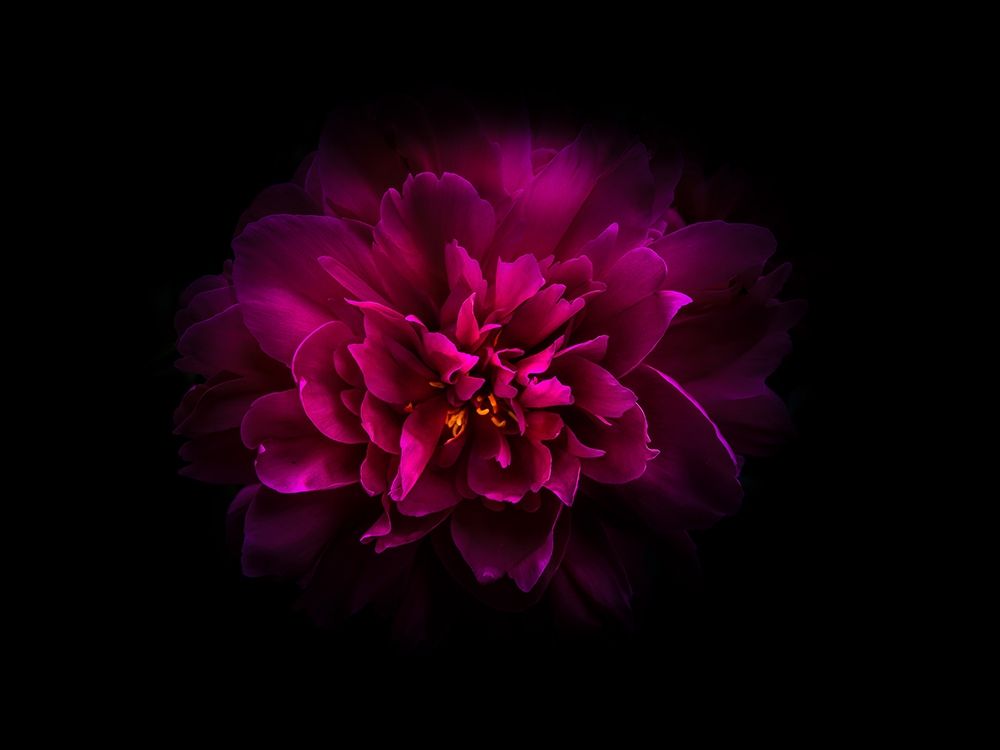 Backyard Flowers Purple 55 art print by Brian Carson for $57.95 CAD