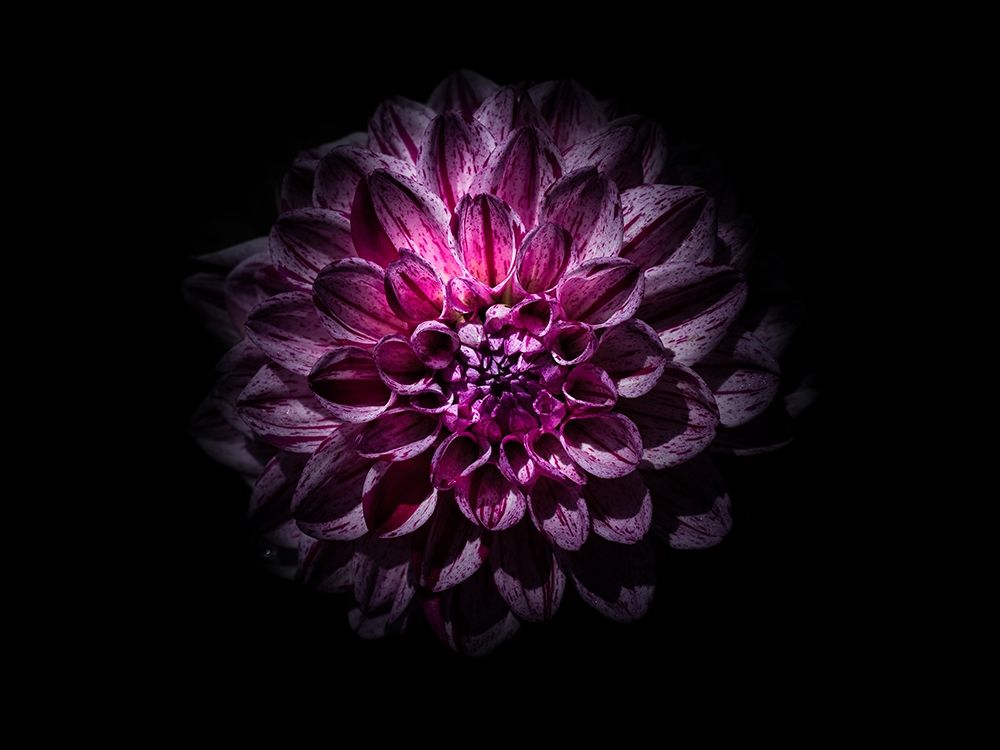 Backyard Flowers Purple 57 art print by Brian Carson for $57.95 CAD