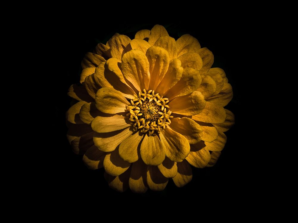 Backyard Flowers Gold 58 art print by Brian Carson for $57.95 CAD