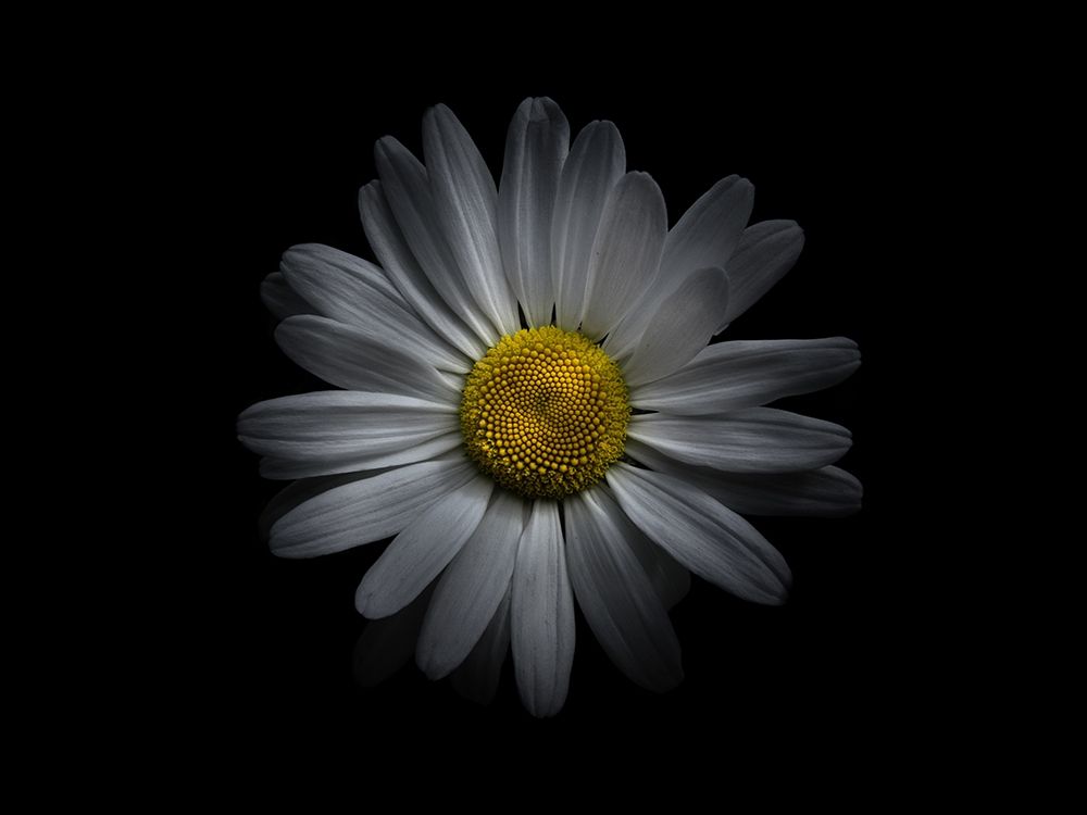 Backyard Flowers White 60 art print by Brian Carson for $57.95 CAD