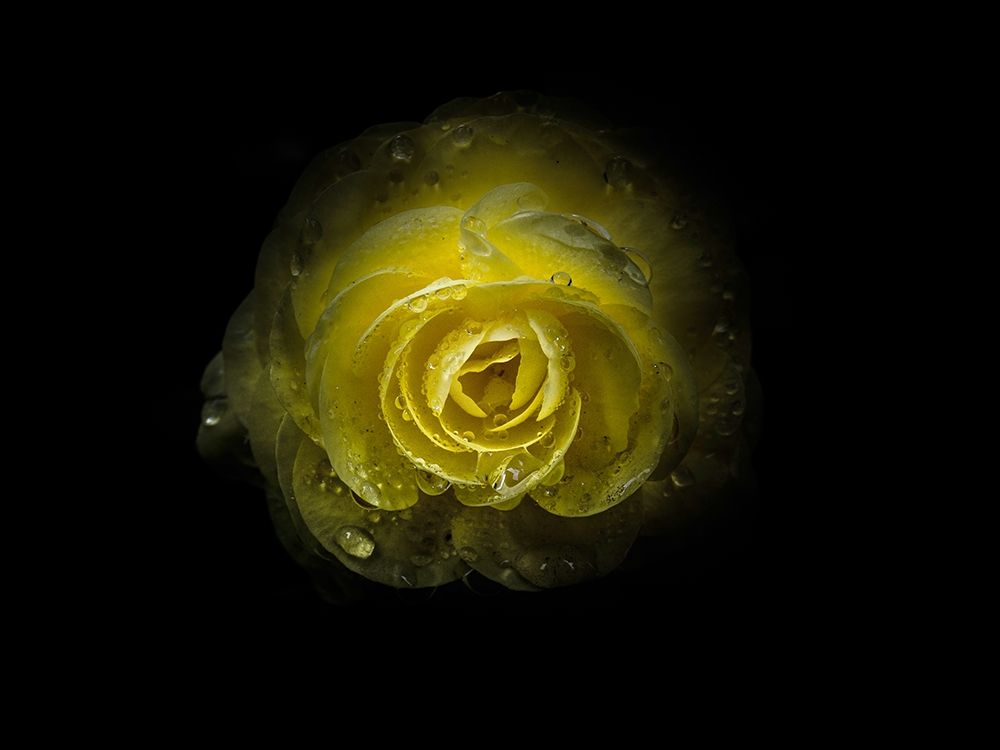 Backyard Flowers Yellow 64 art print by Brian Carson for $57.95 CAD