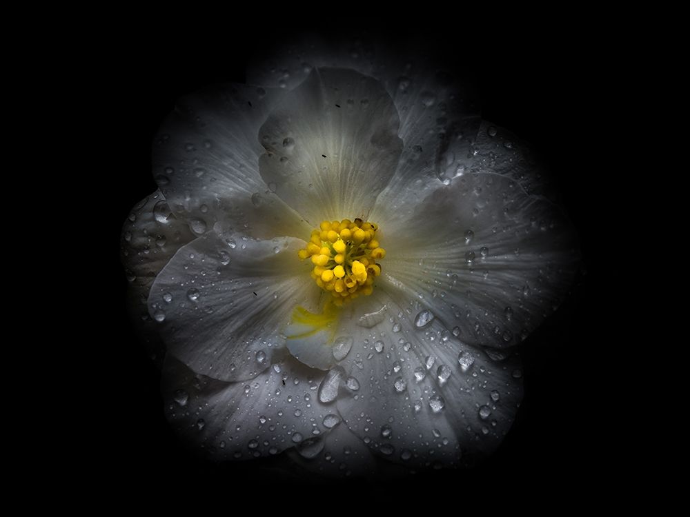 Backyard Flowers White 66 art print by Brian Carson for $57.95 CAD