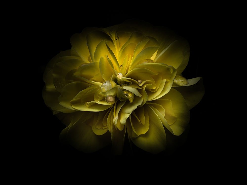 Backyard Flowers Yellow 67 art print by Brian Carson for $57.95 CAD