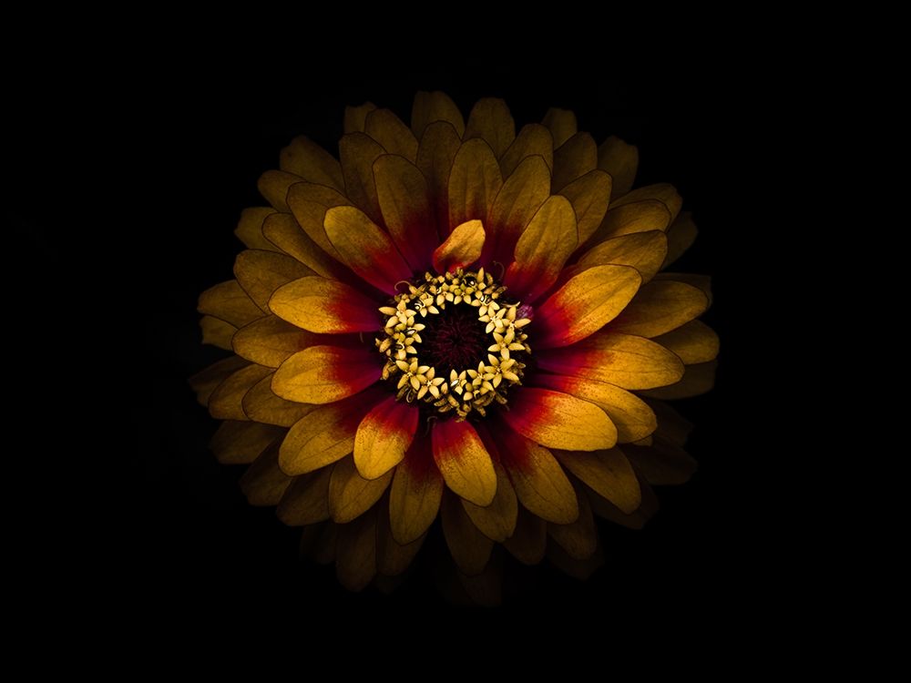 Backyard Flowers Gold 69 art print by Brian Carson for $57.95 CAD