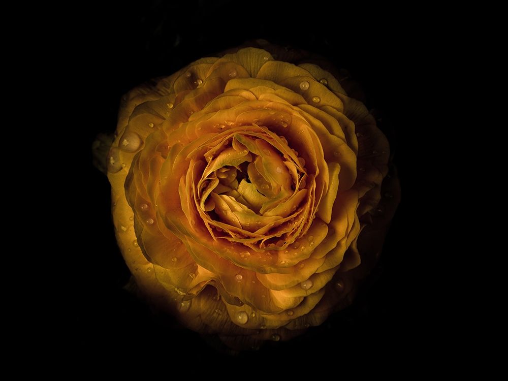 Backyard Flowers Gold 73 art print by Brian Carson for $57.95 CAD