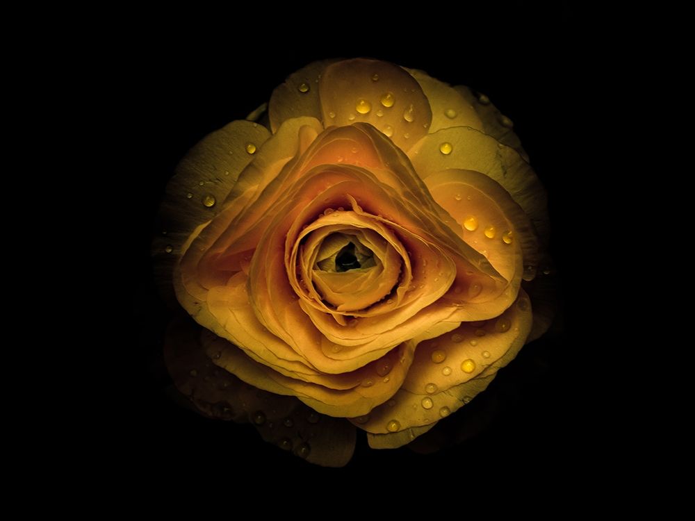 Backyard Flowers Gold 74 art print by Brian Carson for $57.95 CAD
