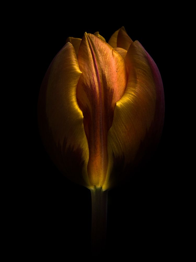 Backyard Flowers Gold 75 art print by Brian Carson for $57.95 CAD