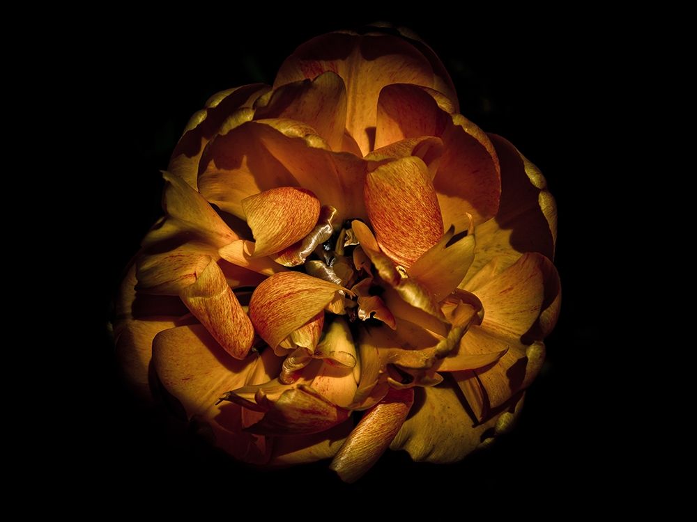 Backyard Flowers Gold 80 art print by Brian Carson for $57.95 CAD