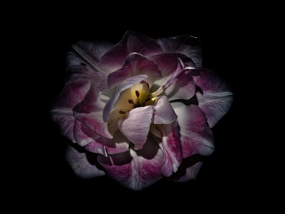 Backyard Flowers Purple 81 art print by Brian Carson for $57.95 CAD