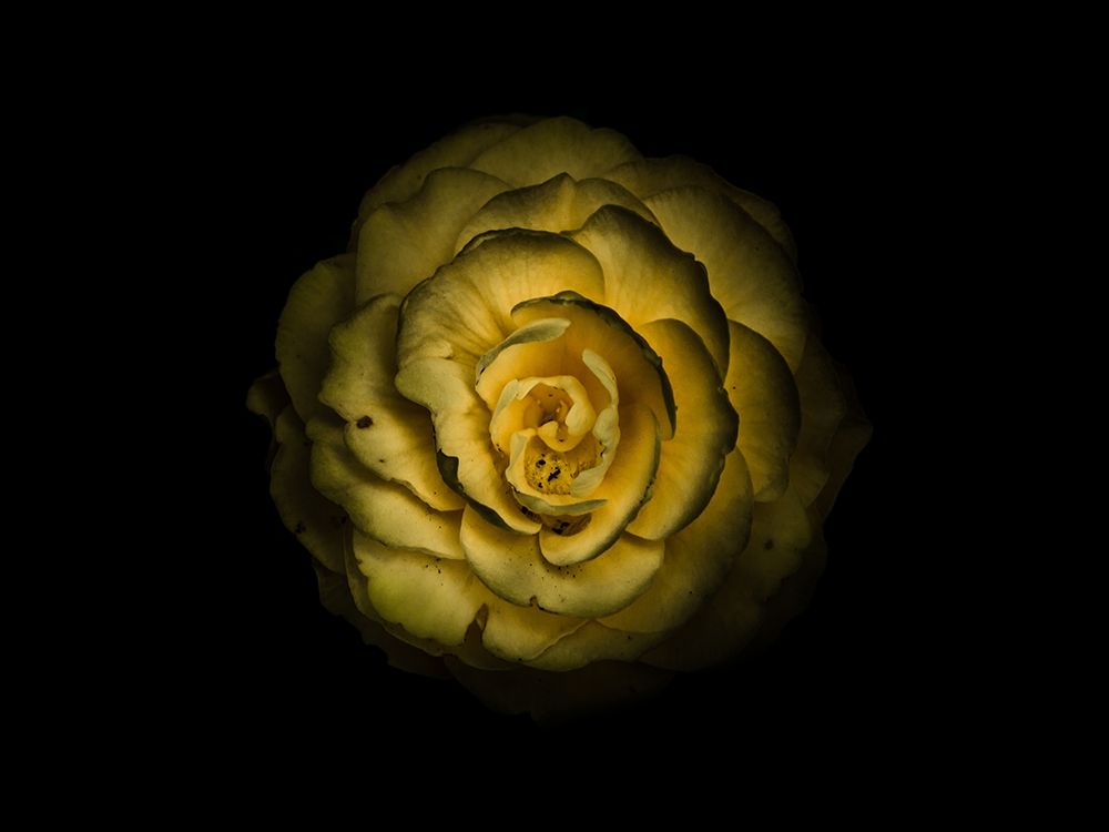 Backyard Flowers Yellow 85 art print by Brian Carson for $57.95 CAD