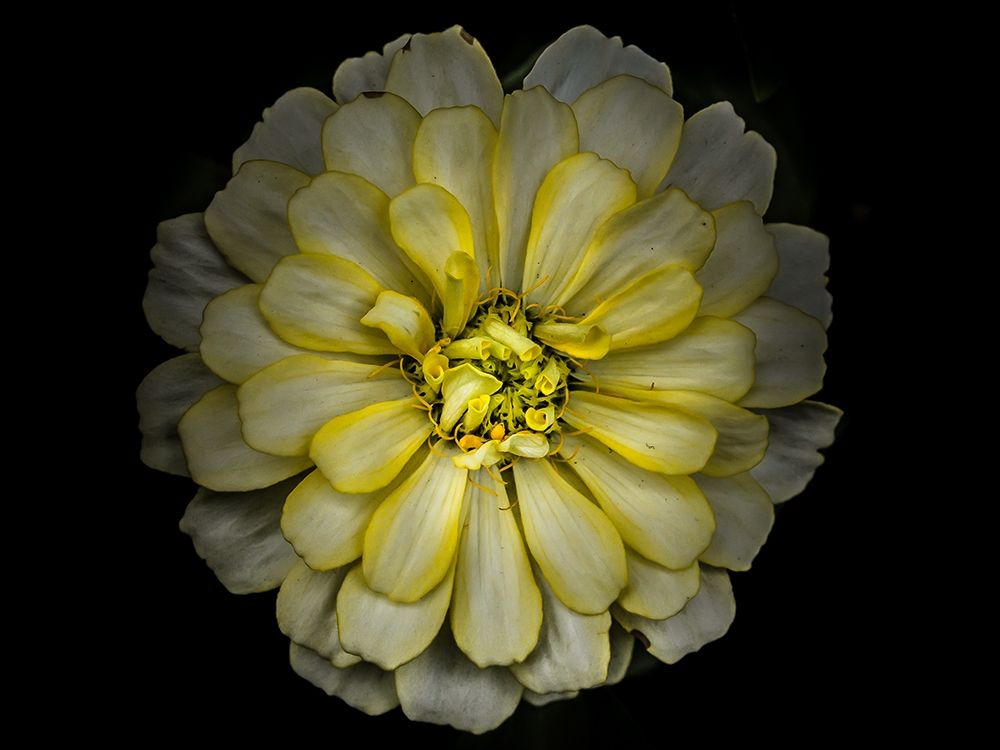 Backyard Flowers Yellow 86 art print by Brian Carson for $57.95 CAD