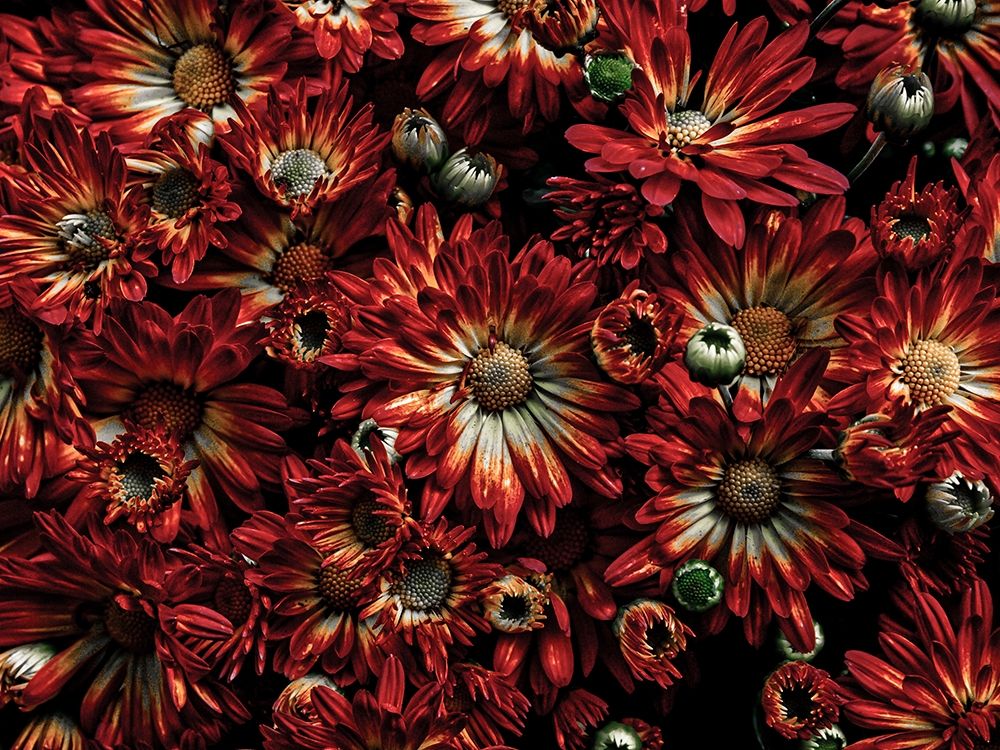 Backyard Flowers Red 88 art print by Brian Carson for $57.95 CAD