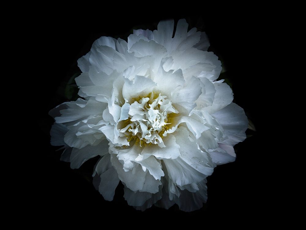 Backyard Flowers White 90 art print by Brian Carson for $57.95 CAD