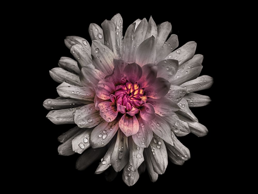 Backyard Flowers White 91 art print by Brian Carson for $57.95 CAD