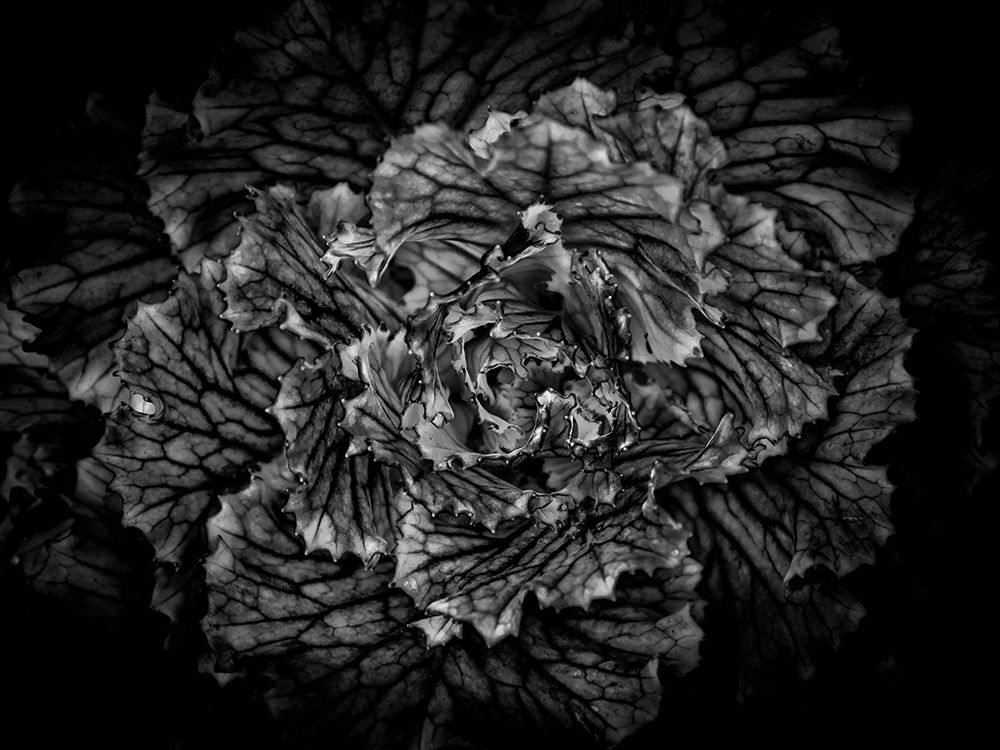 Backyard Flowers Black and White 42 art print by Brian Carson for $57.95 CAD