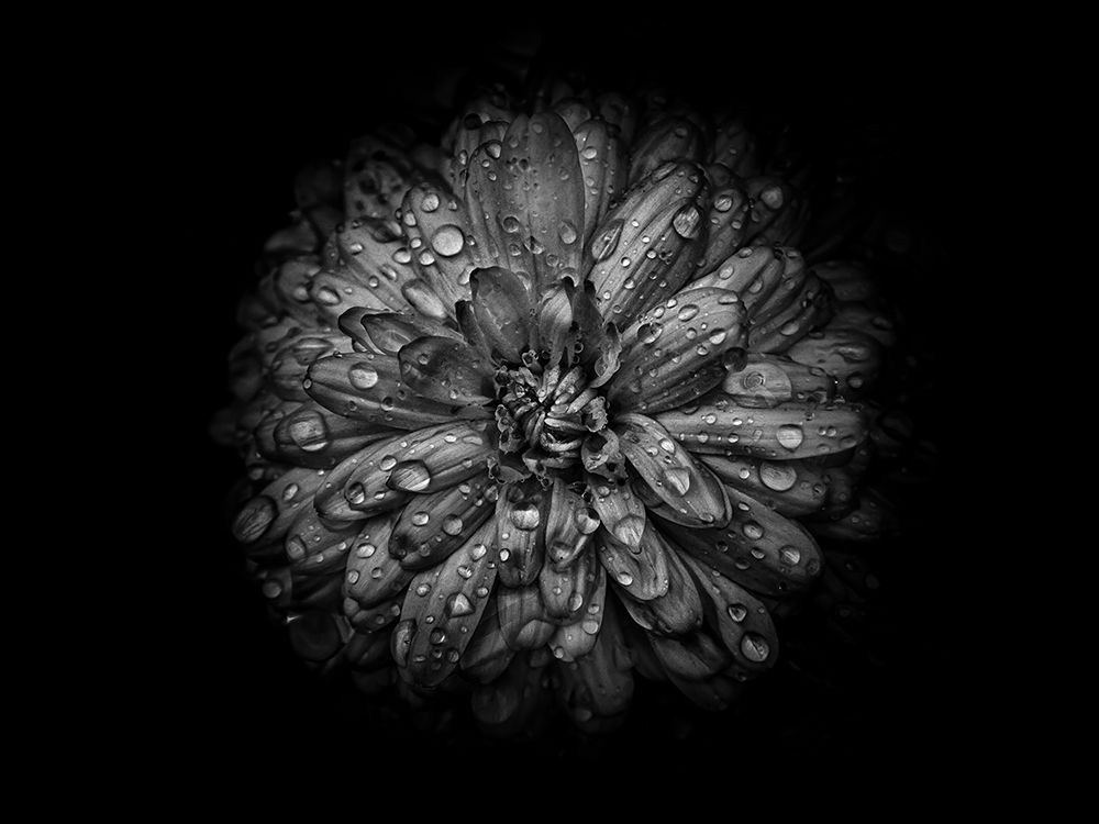 Backyard Flowers Black and White 44 art print by Brian Carson for $57.95 CAD