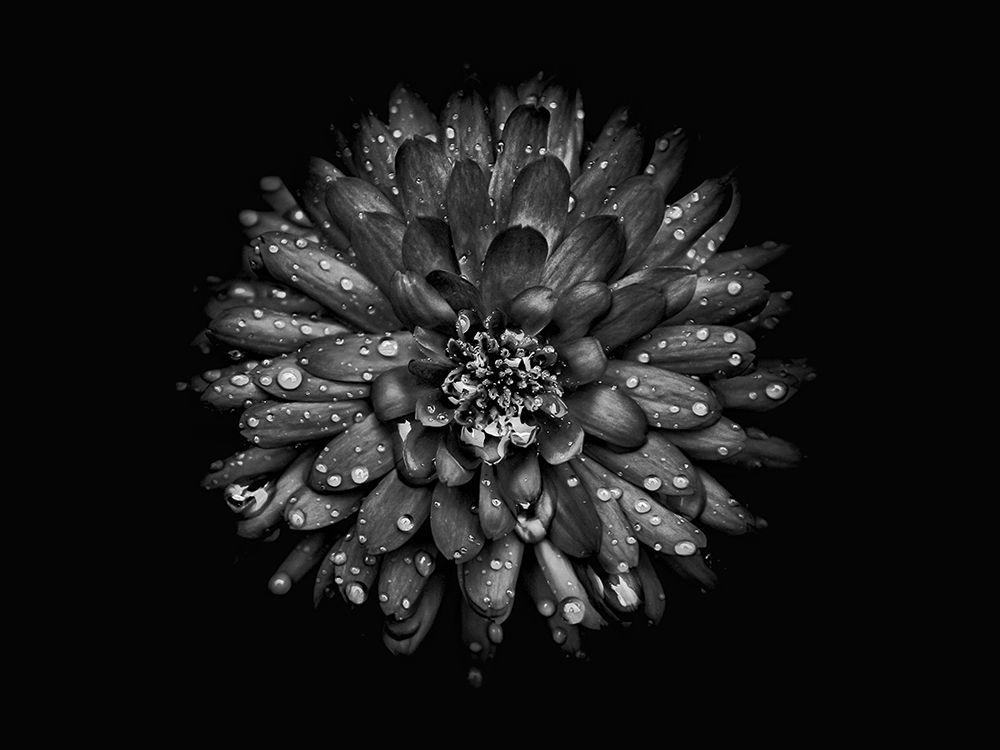 Backyard Flowers Black and White 45 art print by Brian Carson for $57.95 CAD