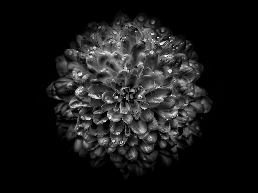 Backyard Flowers Black and White 46 art print by Brian Carson for $57.95 CAD