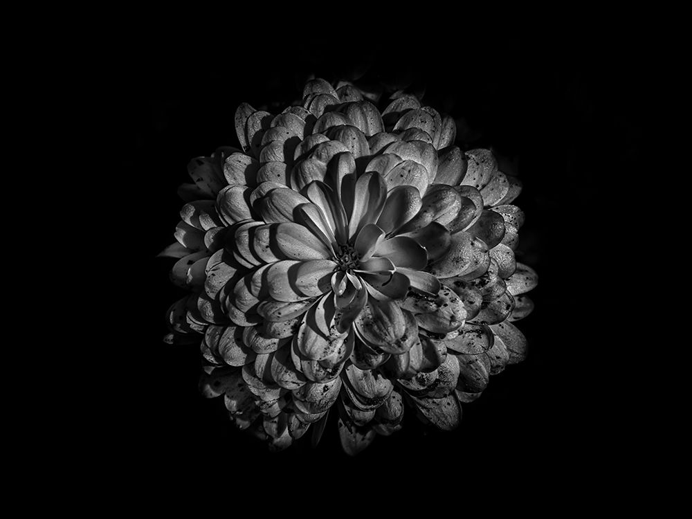 Backyard Flowers Black and White 48 art print by Brian Carson for $57.95 CAD