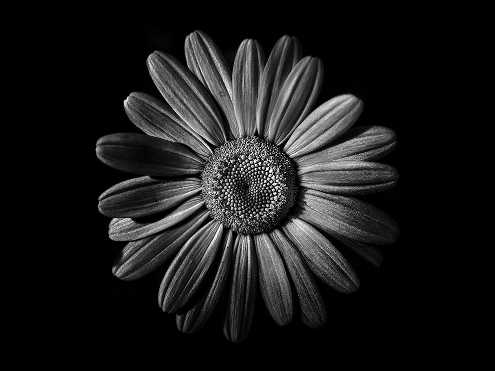 Backyard Flowers Black and White 52 art print by Brian Carson for $57.95 CAD