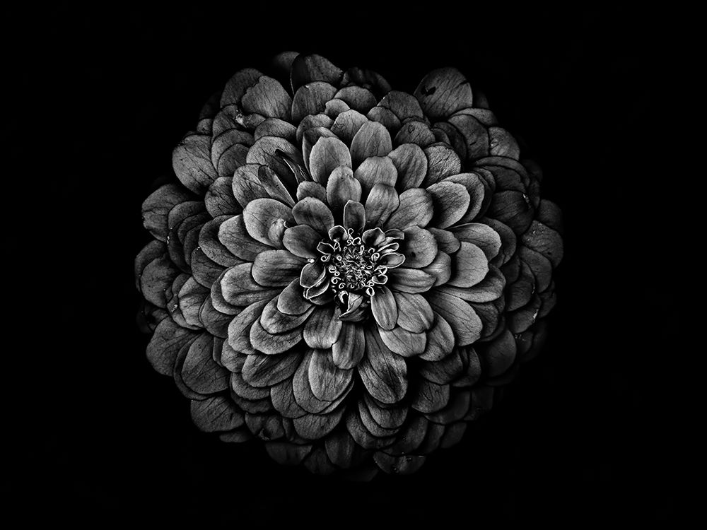 Backyard Flowers Black and White 54 art print by Brian Carson for $57.95 CAD