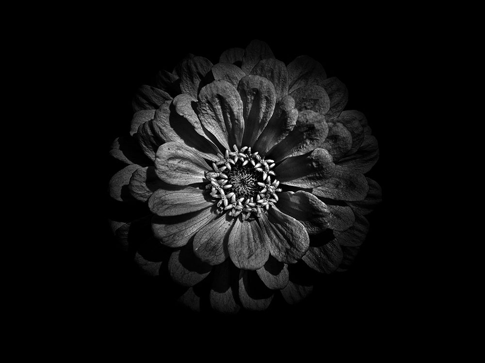 Backyard Flowers Black and White 58 art print by Brian Carson for $57.95 CAD