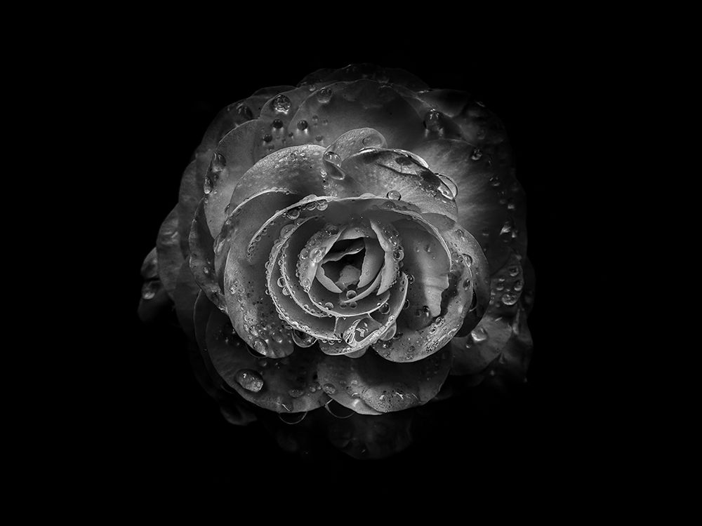 Backyard Flowers Black and White 64 art print by Brian Carson for $57.95 CAD