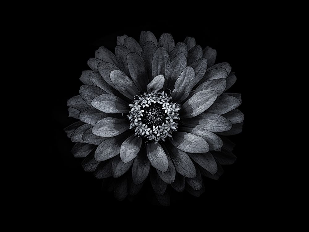 Backyard Flowers Black and White 69 art print by Brian Carson for $57.95 CAD