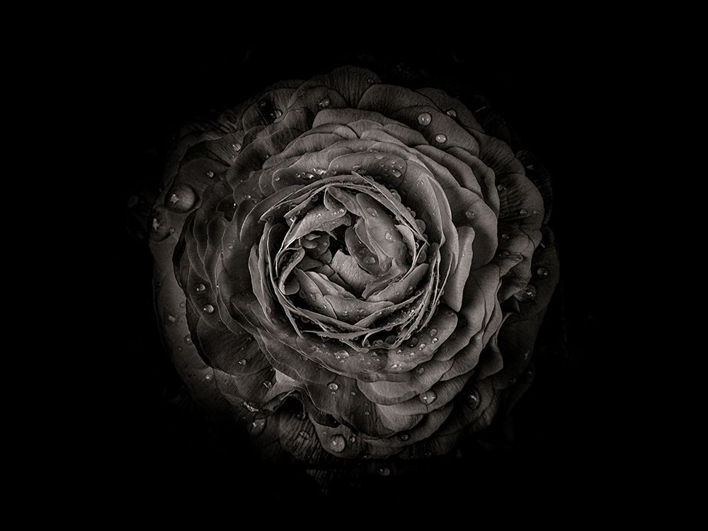 Backyard Flowers Black and White 73 art print by Brian Carson for $57.95 CAD