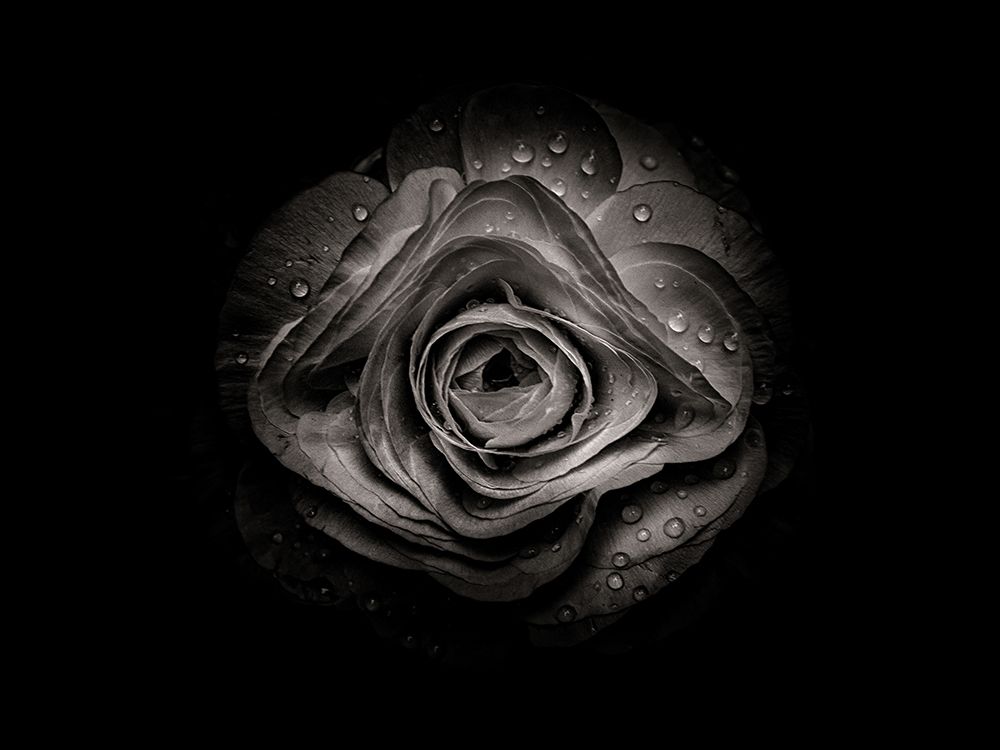 Backyard Flowers Black and White 74 art print by Brian Carson for $57.95 CAD