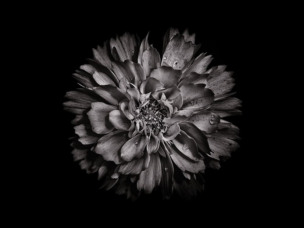 Backyard Flowers Black and White 79 art print by Brian Carson for $57.95 CAD