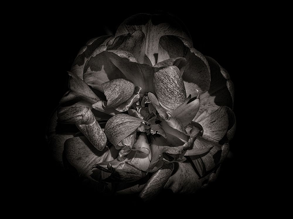 Backyard Flowers Black and White 80 art print by Brian Carson for $57.95 CAD