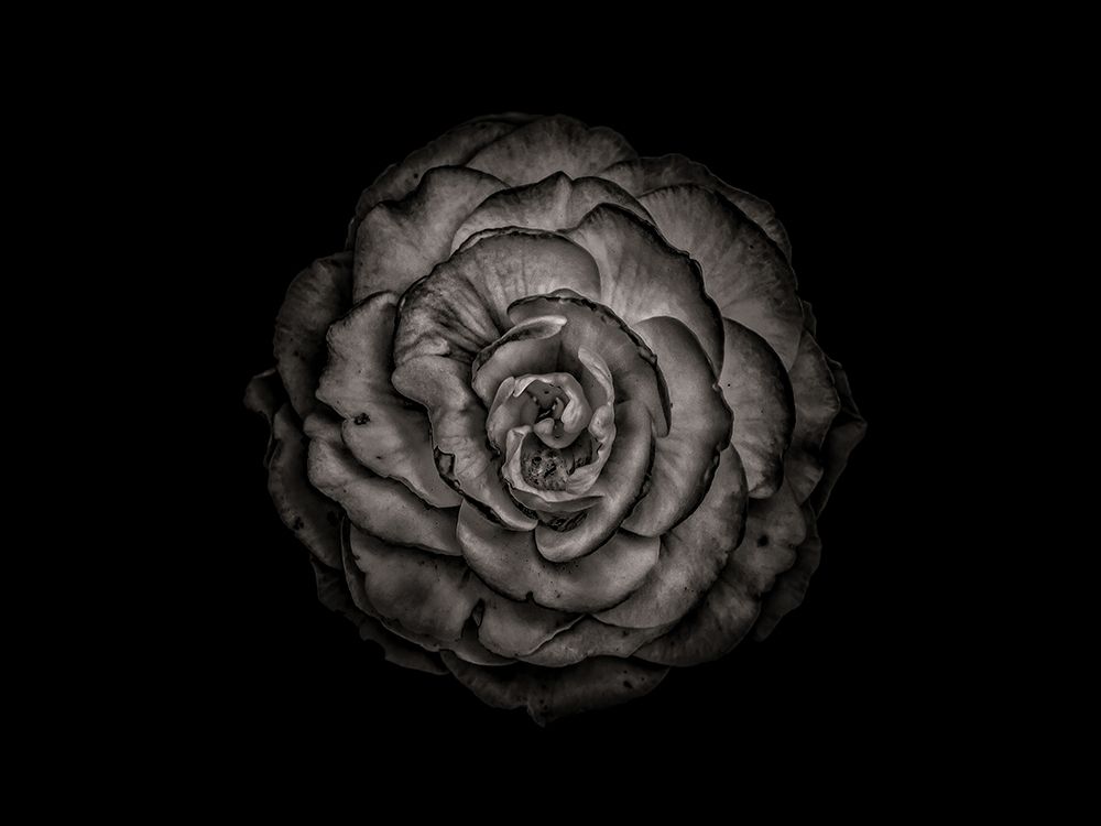 Backyard Flowers Black and White 85 art print by Brian Carson for $57.95 CAD