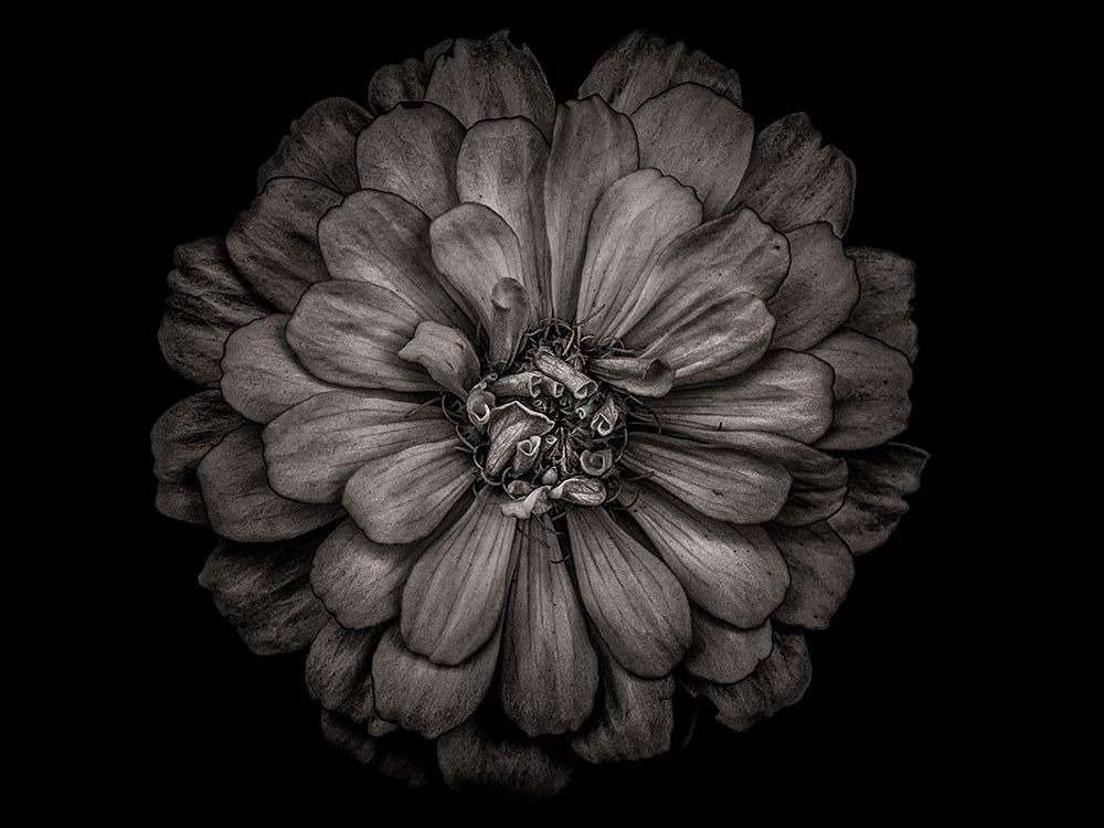 Backyard Flowers Black and White 86 art print by Brian Carson for $57.95 CAD