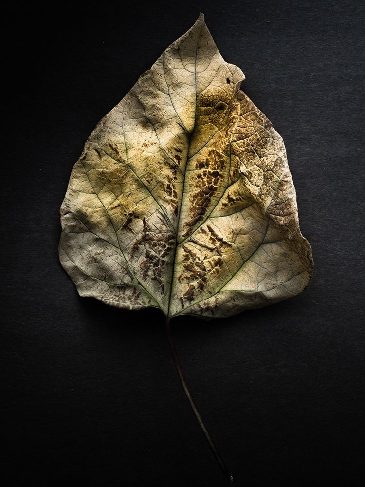 Leaves no 1 Color art print by Brian Carson for $57.95 CAD