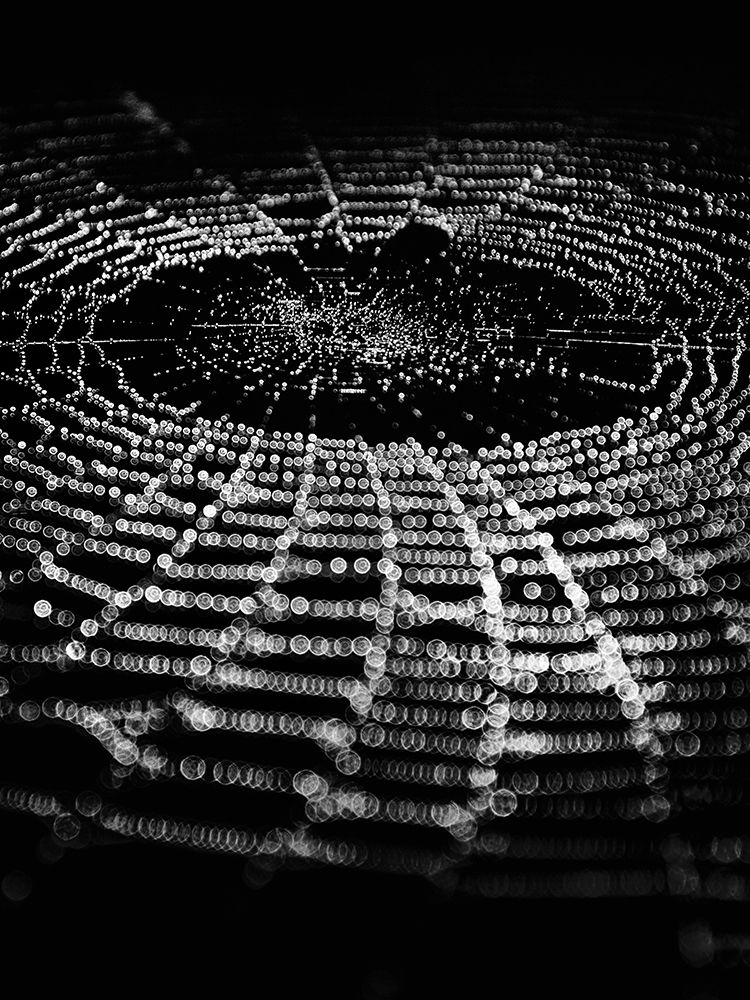 Spiderweb No 1 art print by Brian Carson for $57.95 CAD