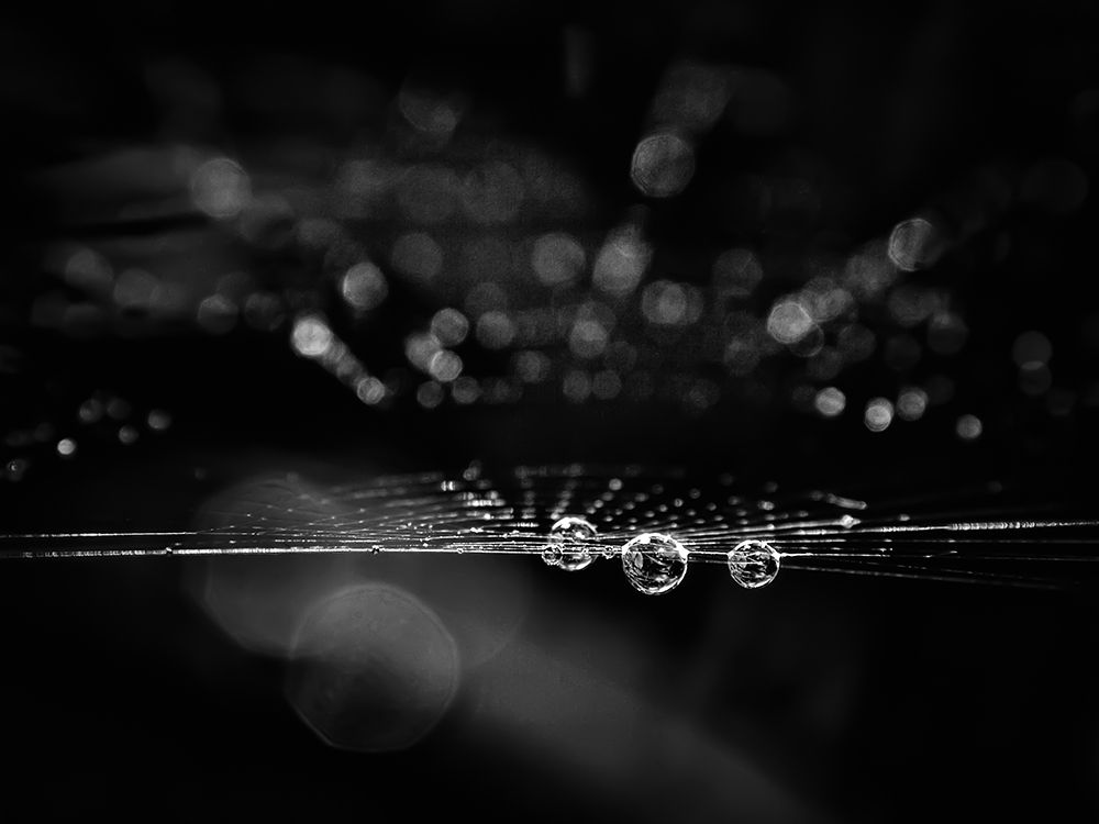 Spiderweb No 2 art print by Brian Carson for $57.95 CAD