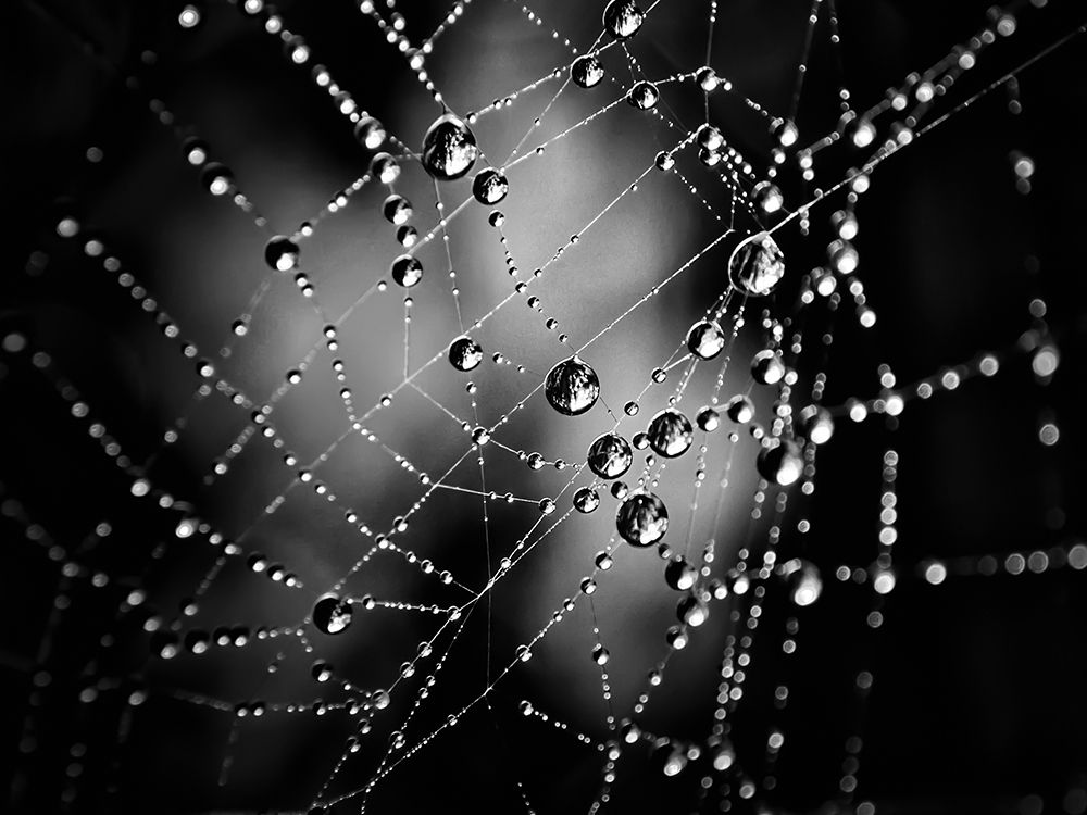 Spiderweb No 3 art print by Brian Carson for $57.95 CAD