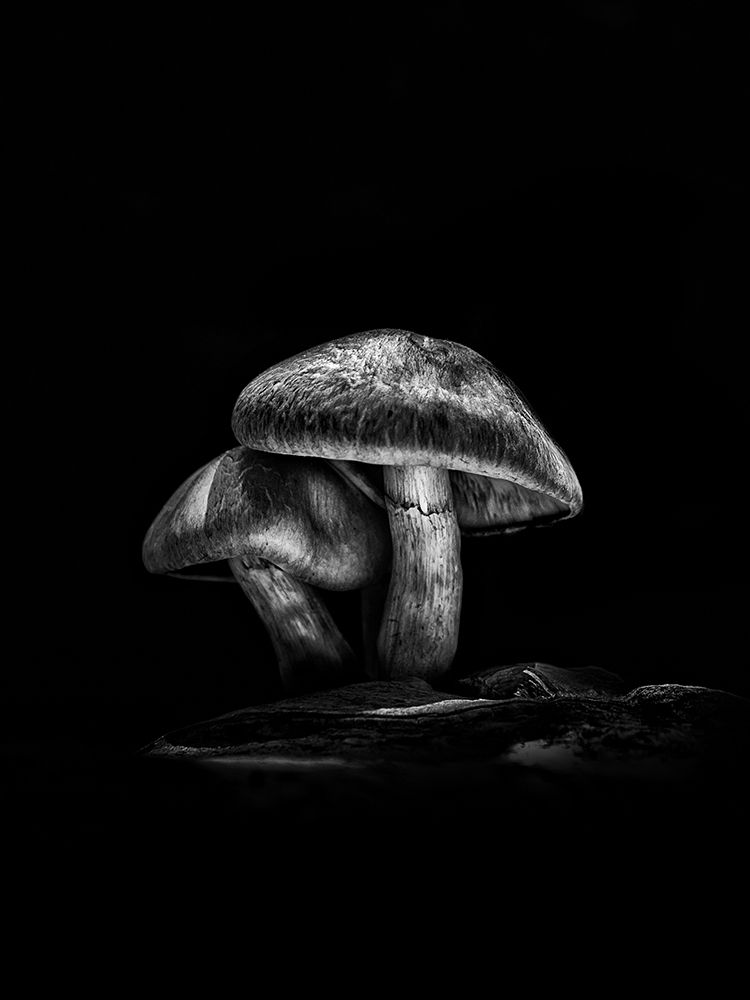 Toadstools on a Toronto Trail No 2 art print by Brian Carson for $57.95 CAD