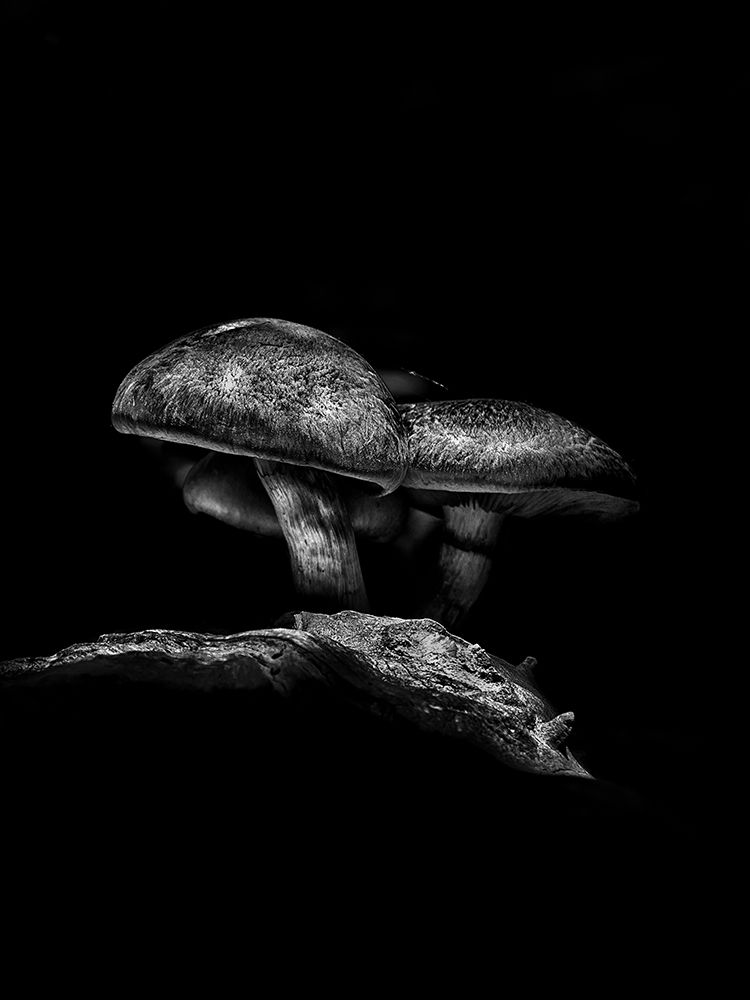 Toadstools on a Toronto Trail No 4 art print by Brian Carson for $57.95 CAD