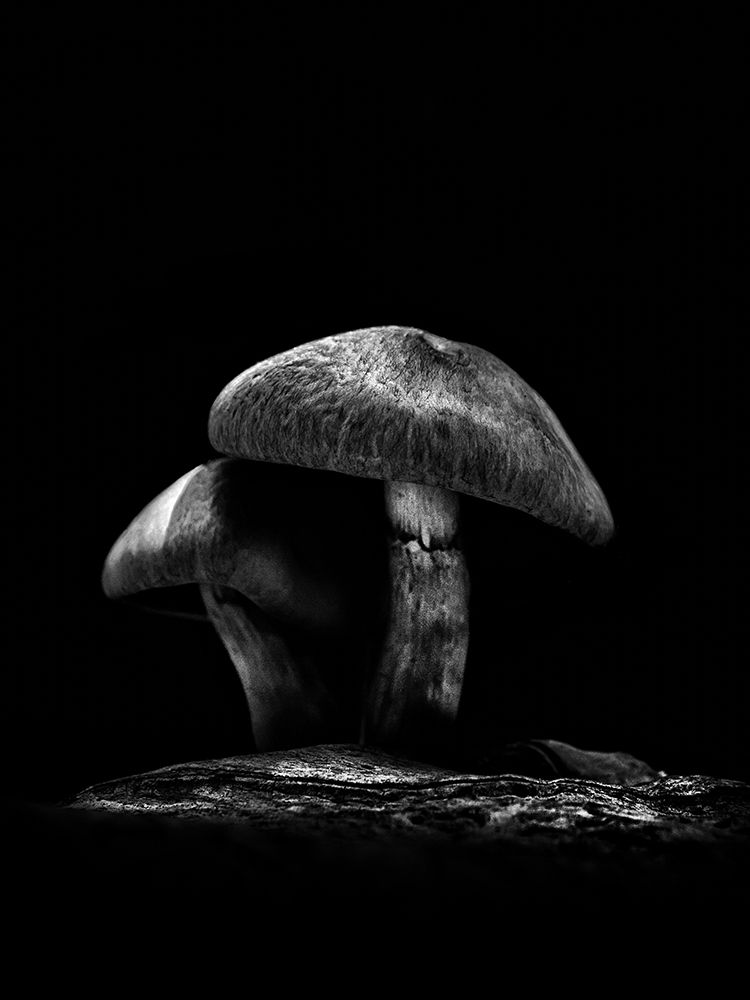 Toadstools on a Toronto Trail No 6 art print by Brian Carson for $57.95 CAD