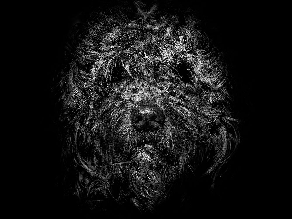 Ziggy Portrait art print by Brian Carson for $57.95 CAD